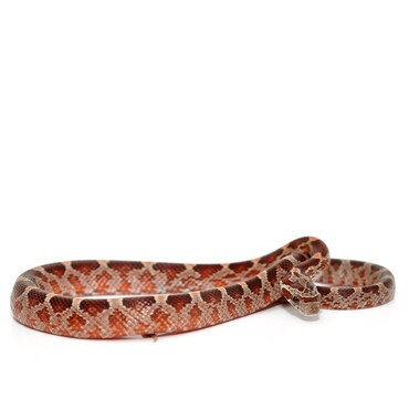 Blood Red Corn Snake